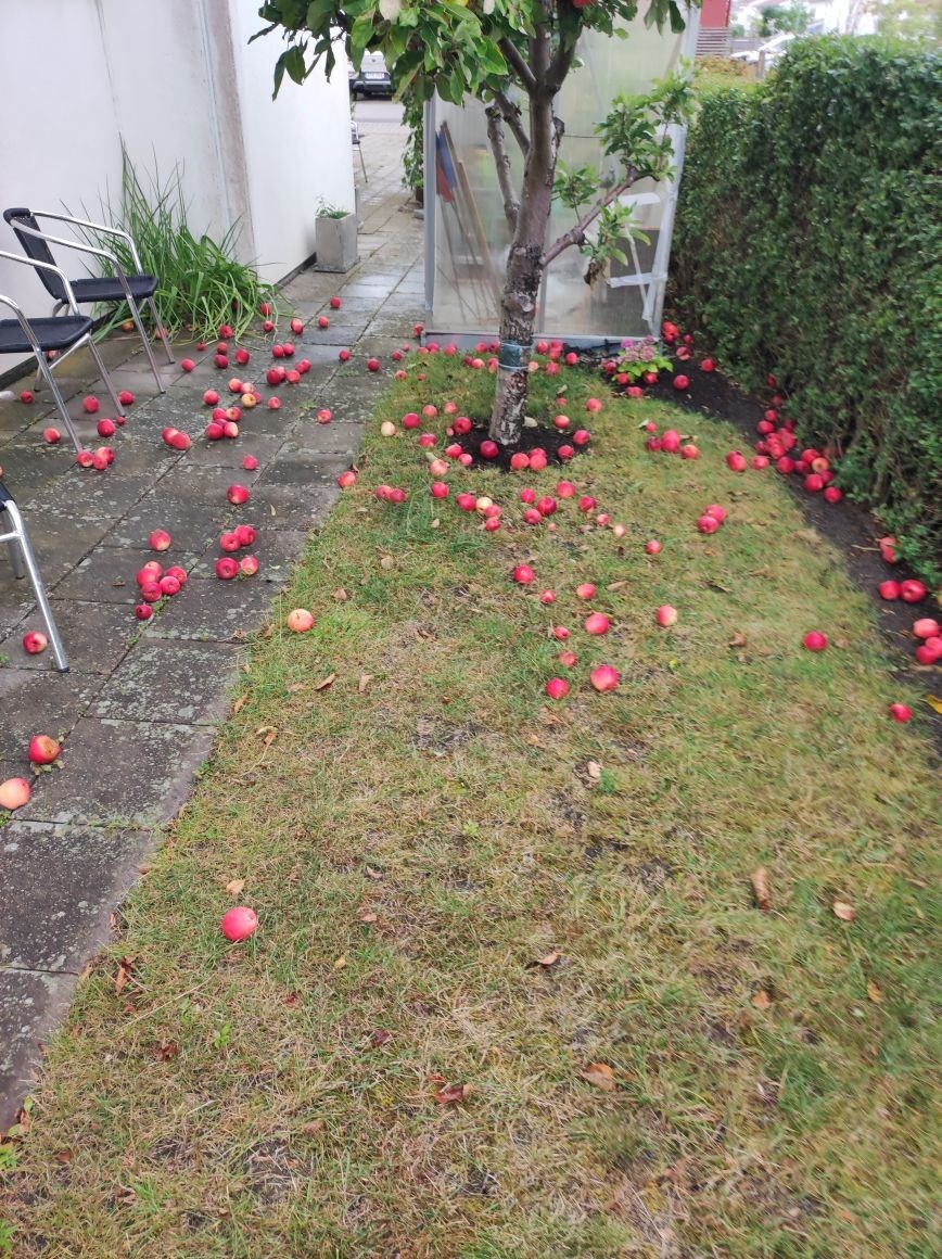 Säljarens sommarbild KÖKSMÄSTAREGATAN 10