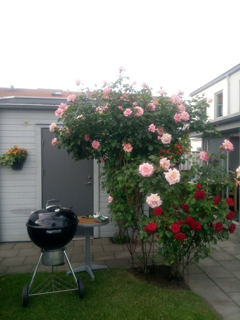 Säljarens sommarbild KÖKSMÄSTAREGATAN 10